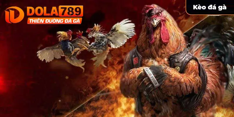 Đá gà Dola789 có nhiều kèo cược