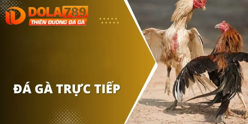 Đá gà Dola789 có nhiều trận đấu