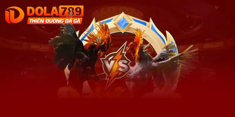Kinh nghiệm đặt cược đá gà Dola789 hiệu quả