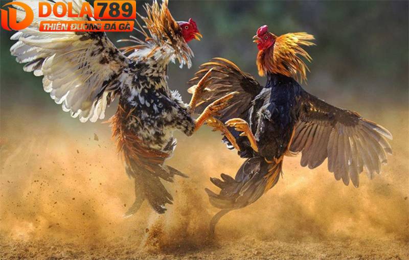 Sảnh đá gà Thomo tại Dola789 thu hút đông người chơi cược giải trí